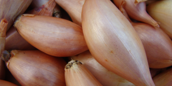 3 superalimentos que ayudan a cuidar y fortalecer el sistema respiratorio