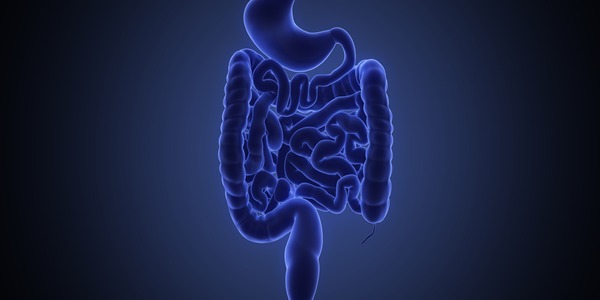 Por qué se necesita un intestino sano para una buena inmunidad