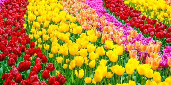 6 razones por las que Dios creó la belleza